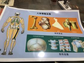 人体骨骼及骨挂图
