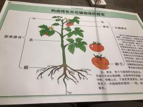 构成绿色开花植物体的器官挂图