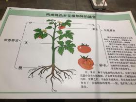 构成绿色开花植物体的器官挂图