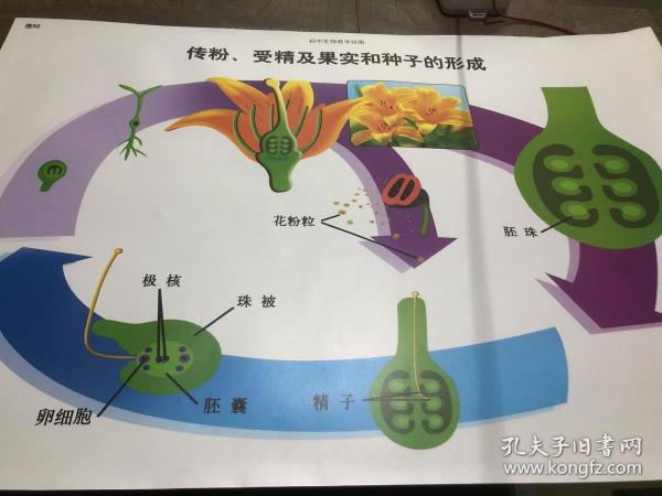 传粉受精及果实和种子的形成挂图