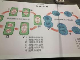 细胞分裂挂图