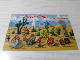 美国加州西南荒漠植物 明信片