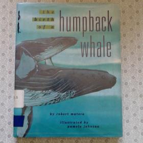 the birth of a humpback whale   by Robert matero 英语原版精装