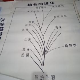 教学挂图  植物的进化