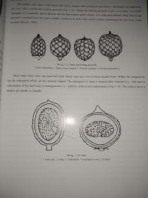 Handbook of Rattan in China(中国棕榈藤手册）