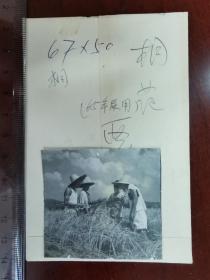 1965年桐城县范岗公社水稻丰收老照片