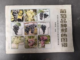 葡萄品种彩色图谱