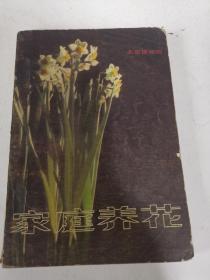 家庭养花（包邮）
