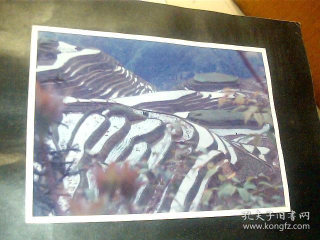 春到龙脊 李铁英摄 应该是展览照片（90年代初期）彩色，贴在纸板上