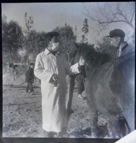 1965年底片一张，金寨县佘山大队的兽医给马打针