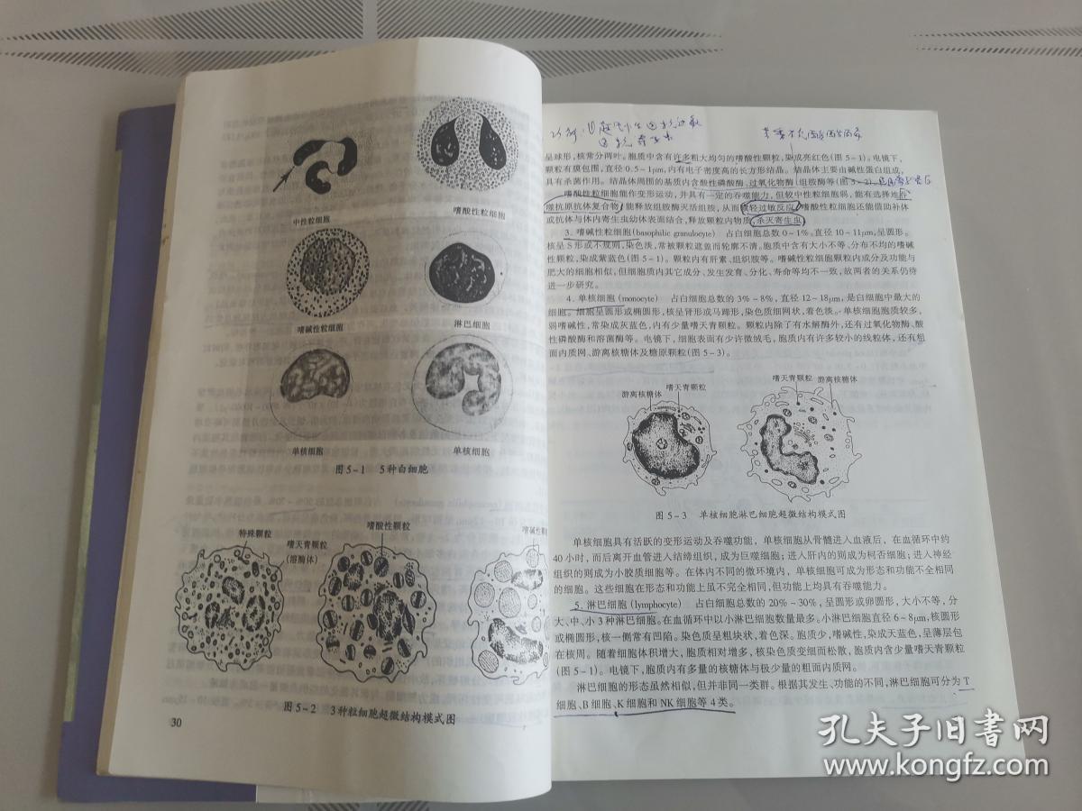 高等医学院校系列教材：组织胚胎学