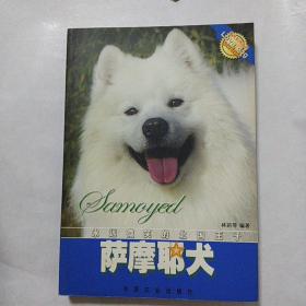 萨摩耶犬