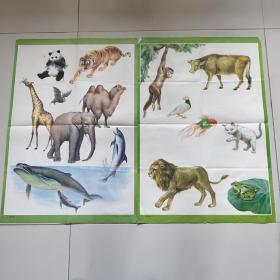 教学挂图：哺乳动物(一、二两幅)