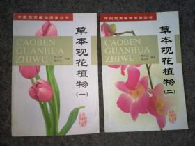 草本观花植物 一二2本合售