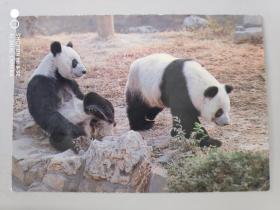 明信片：大熊猫 中国画报社