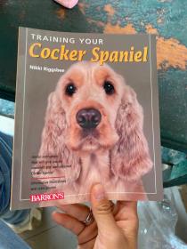 Cocker Spaniel