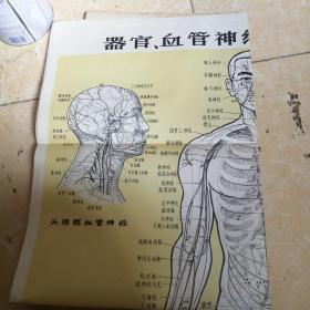 人体解剖挂图：12张全