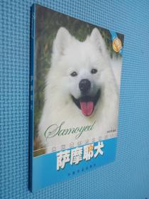 萨摩耶犬