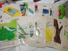 4开的塑料幼儿园教学挂图【昆虫】1----14张一套