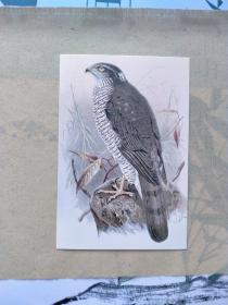 经典怀旧十九世纪欧洲手绘鸟兽百鸟图谱60枚合售
