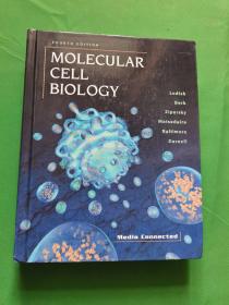 MOLECULAR CELL BIOLOGY 精装 【欢迎光临-正版现货-品优价美】