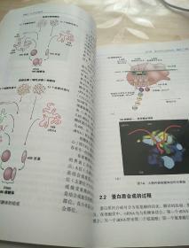 分子生物学
2012年一版一印