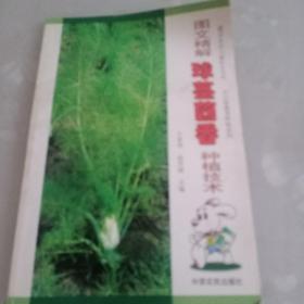 图文精解球茎茴香种植技术