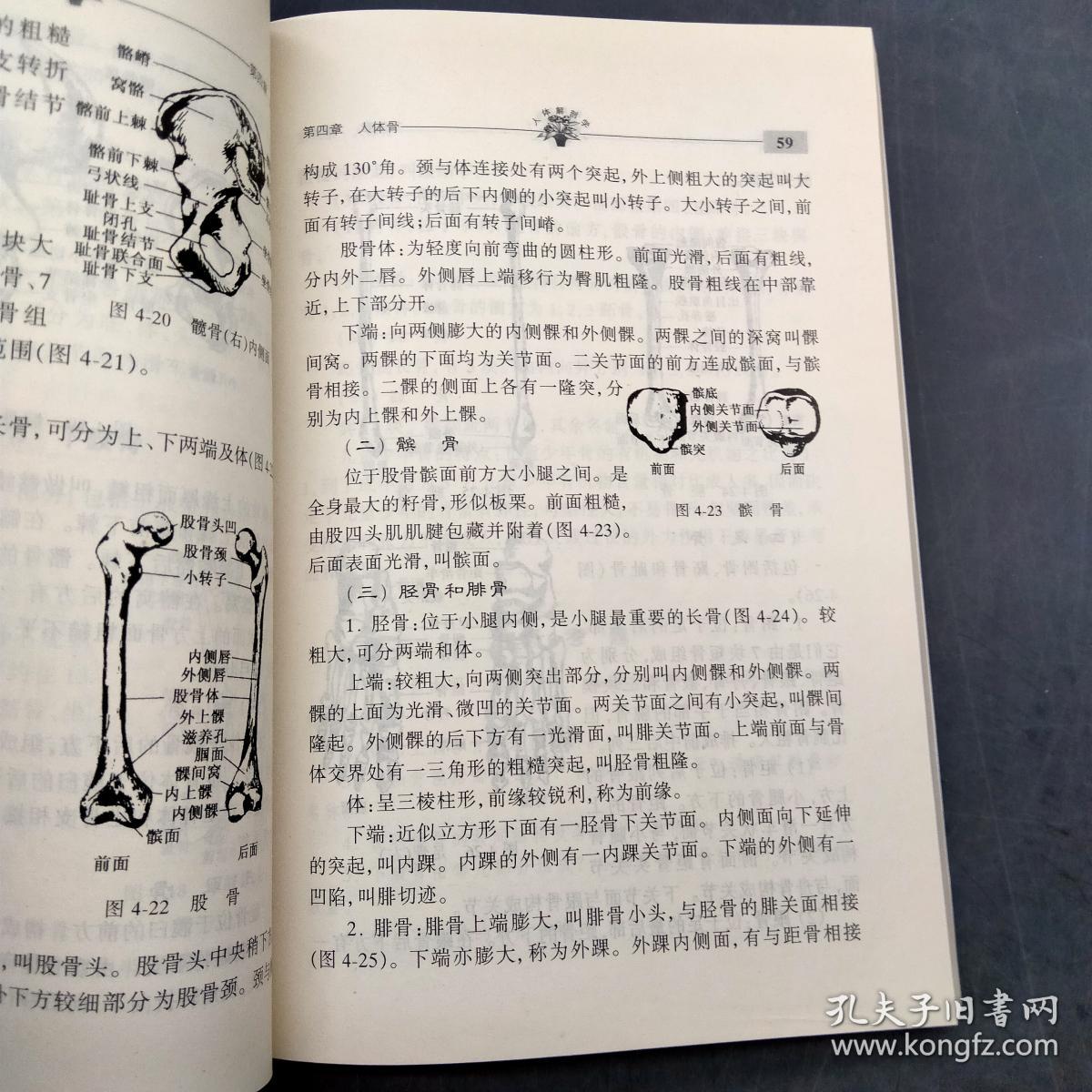 人体解剖学——体育教育专业教改试验系列教材