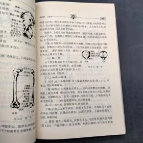 人体解剖学——体育教育专业教改试验系列教材