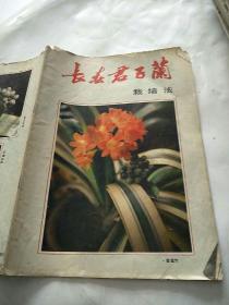 长寿君子兰栽培法