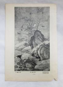 古玩收藏怀旧 老插画 老照片 老剪报 名家画作图片 《山鹧棘雀》《红蓼白鹅》