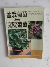 盆栽葡萄与庭院葡萄