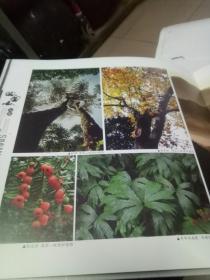 四面山：中国重庆……江津