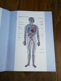 BIOLOGIE - ALLE BUNDESLÄNDER: CVK BIOLOGIE FÜR REALSCHULEN UND GYMNASIEN, HUMANBIOLOGIE: EMPFOHLEN FÜR DAS 9./10. SCHULJAHR 【德文原版 精装16开本】