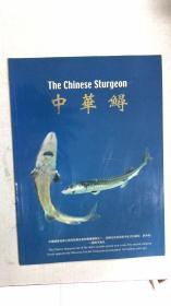 中华鲟 The Chinese sturgeon