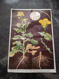 植物体和植物器官《教学挂图》