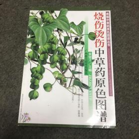 烧伤烫伤中草药原色图谱（正版）