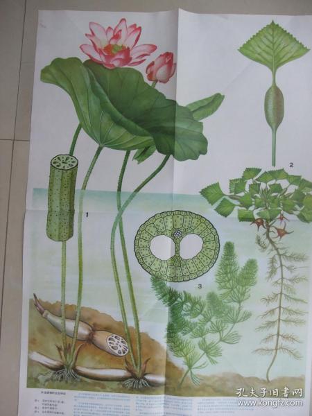 2开老挂图：水生植物的生态特征(刘筱蕴绘、色彩鲜艳逼真、上海教育出版社、品佳、保真保老)