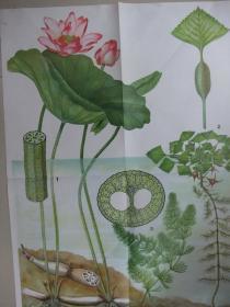 2开老挂图：水生植物的生态特征(刘筱蕴绘、色彩鲜艳逼真、上海教育出版社、品佳、保真保老)