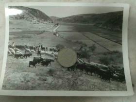1972年，陕西西安南泥湾公社三合庄大队社员放牧牛羊