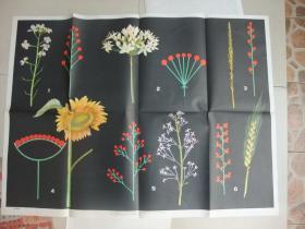 2开老挂图：花序的种类-(马楚华绘、色彩鲜艳、上海教育出版社、品佳、保真保老)