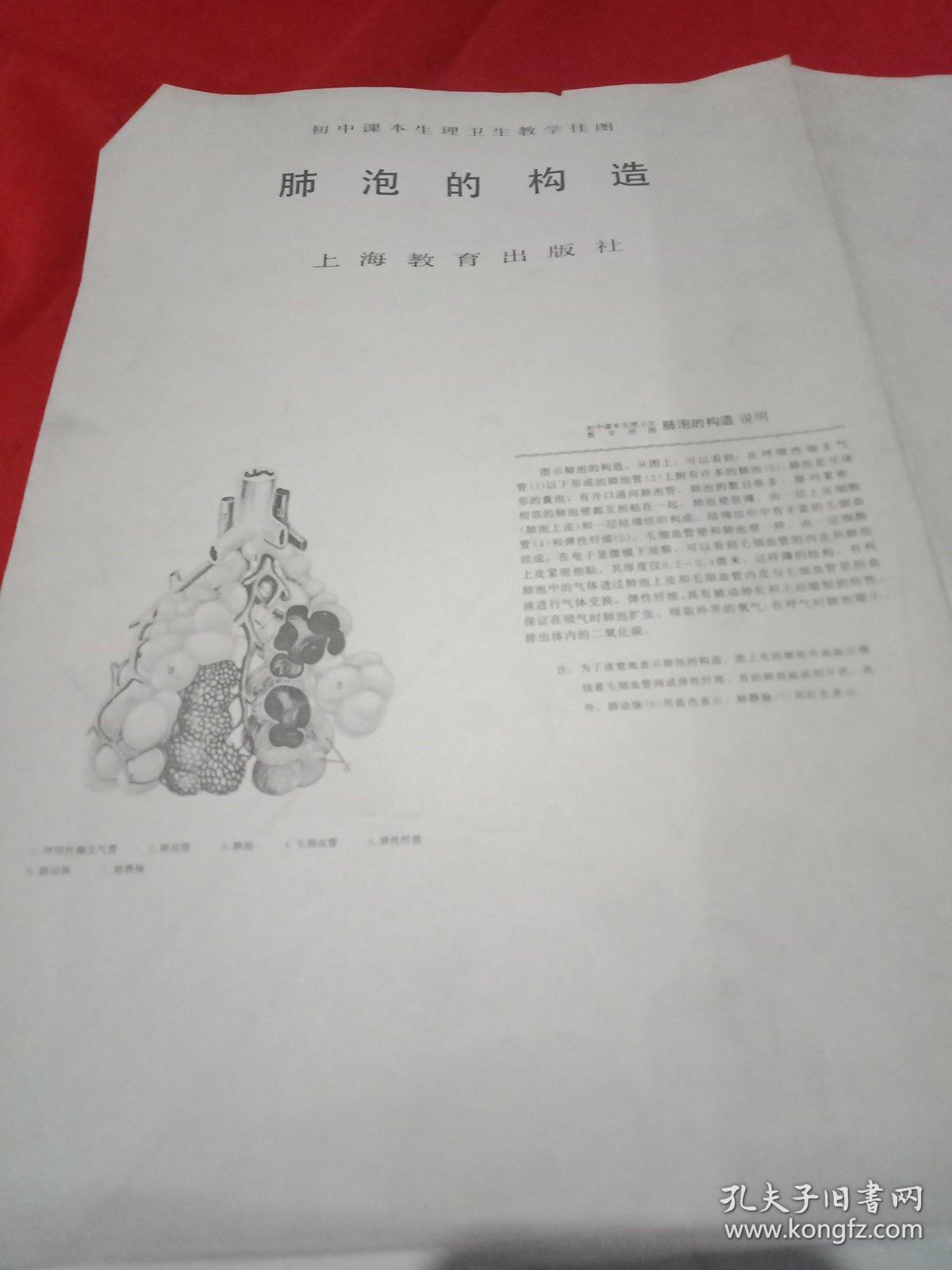 初中课本生理卫生教学挂图，肺泡的构造。《2开》上海教育出版1982年