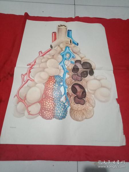 初中课本生理卫生教学挂图，肺泡的构造。《2开》上海教育出版1982年