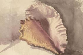 十九世纪晚期英国水彩  海螺《Study of a Seashell》  Late 19th Century Watercolour