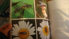 BEAUTY AND THE BEASTS:The Hidden World of Wildflowers 《美女与野兽：隐秘的野花世界》 英文原版 布面精装+书衣 10开大画册，图文并茂