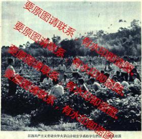 1960年江西共产主义劳动大学大茅山分校农学系的学生们在上作物栽培课