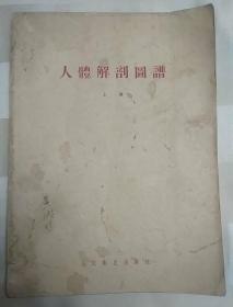 人体解剖图谱 上册（老医书、1955年一版一印）