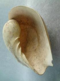 *FWPQ3NR-罕见天然老海螺远古大型老贝壳，已有化石感，非常少见，品相良好