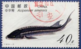 中华鲟鱼--中国动物邮票甩卖--实拍--包真，