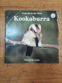 Animals in the Wild Kookaburra